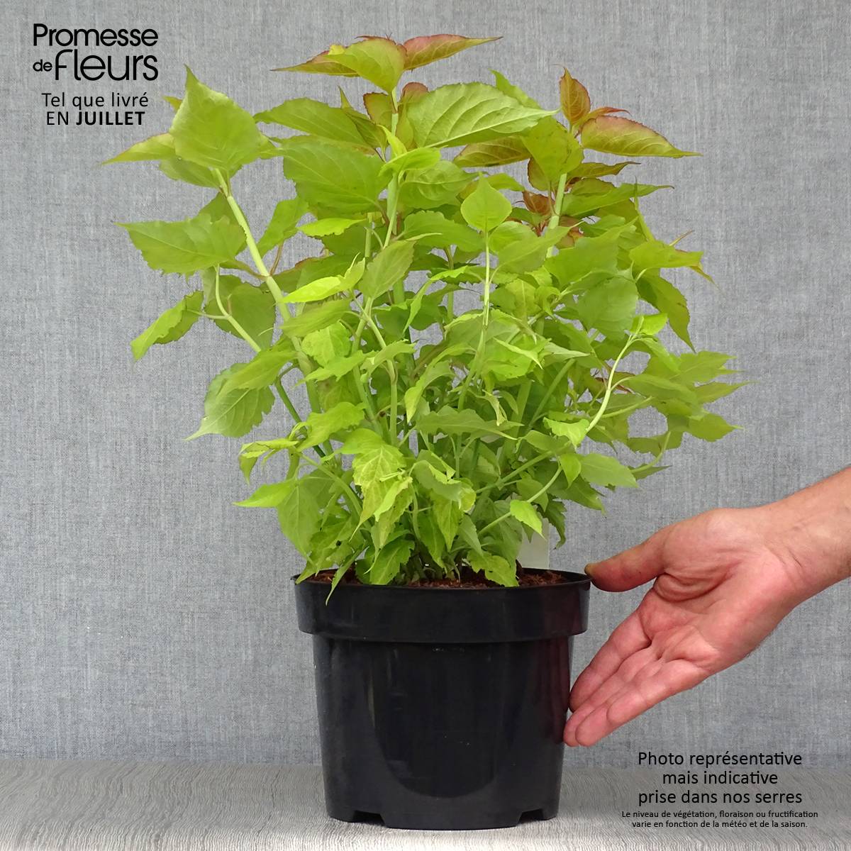 Leycesteria formosa Golden Lanterns - Arbre aux faisans Pot de 2L/3L - Image 2
