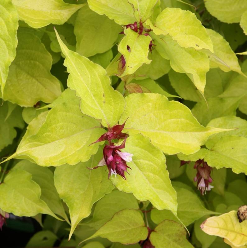 Leycesteria formosa Golden Lanterns - Arbre aux faisans Pot de 2L/3L - Image 1
