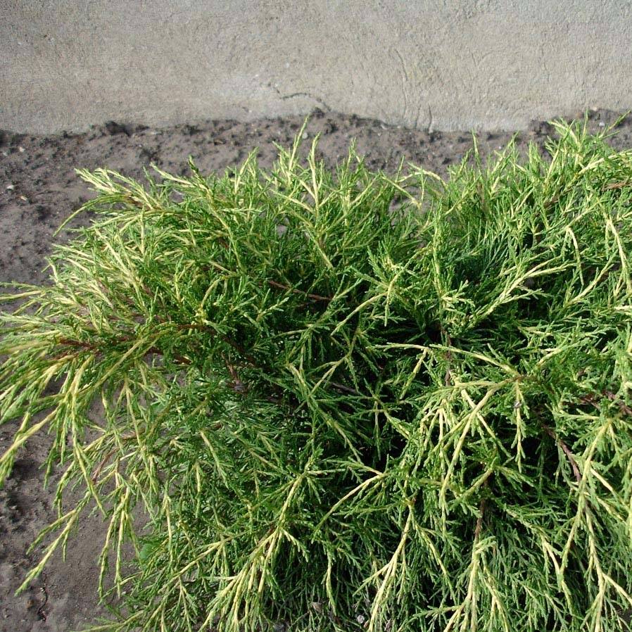 Genévrier - Juniperus x media Gold Coast Pot de 2L/3L - Image 1