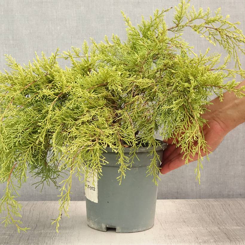 Genévrier - Juniperus x media Gold Coast Pot de 2L/3L - Image 2