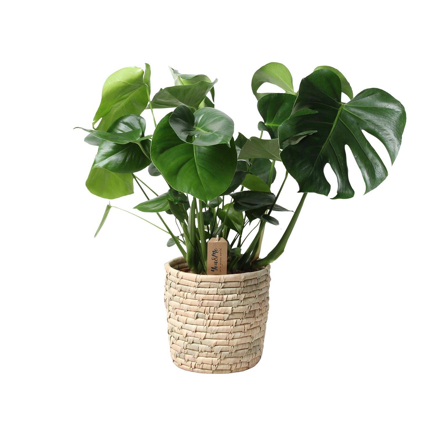 Monstera en panier feuille de palmier - Ø21cm - ↕60cm - Plantes d'intérieur - Image 2