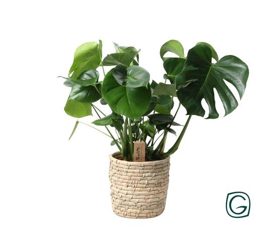Monstera en panier feuille de palmier - Ø21cm - ↕60cm - Plantes d'intérieur - Image 1