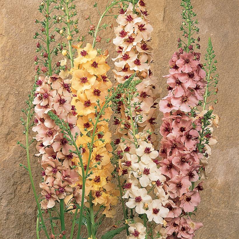Graines de Verbascum Southern Charm F1 Hybrid - Molène le sachet de 8 graines environ
