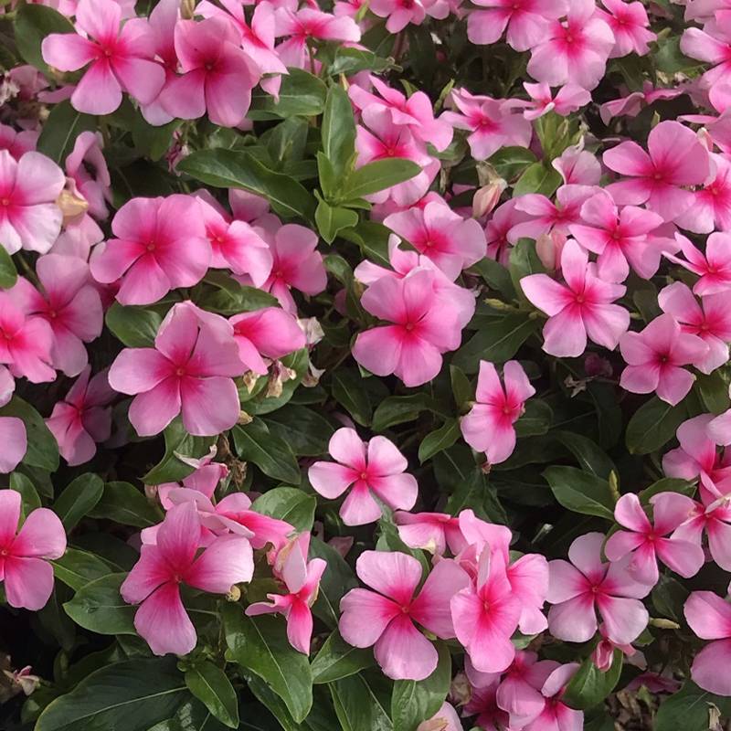 Pervenche de Madagascar Titan F1 Blush - Catharanthus roseus Mini-motte Ø 1,5/2,5 cm (par 5)