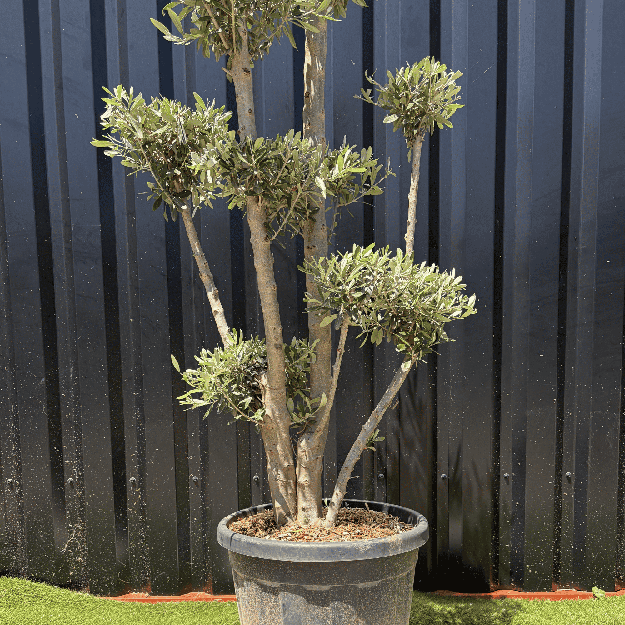 Olivier Europaea Plateau H.140 cm - Image 3