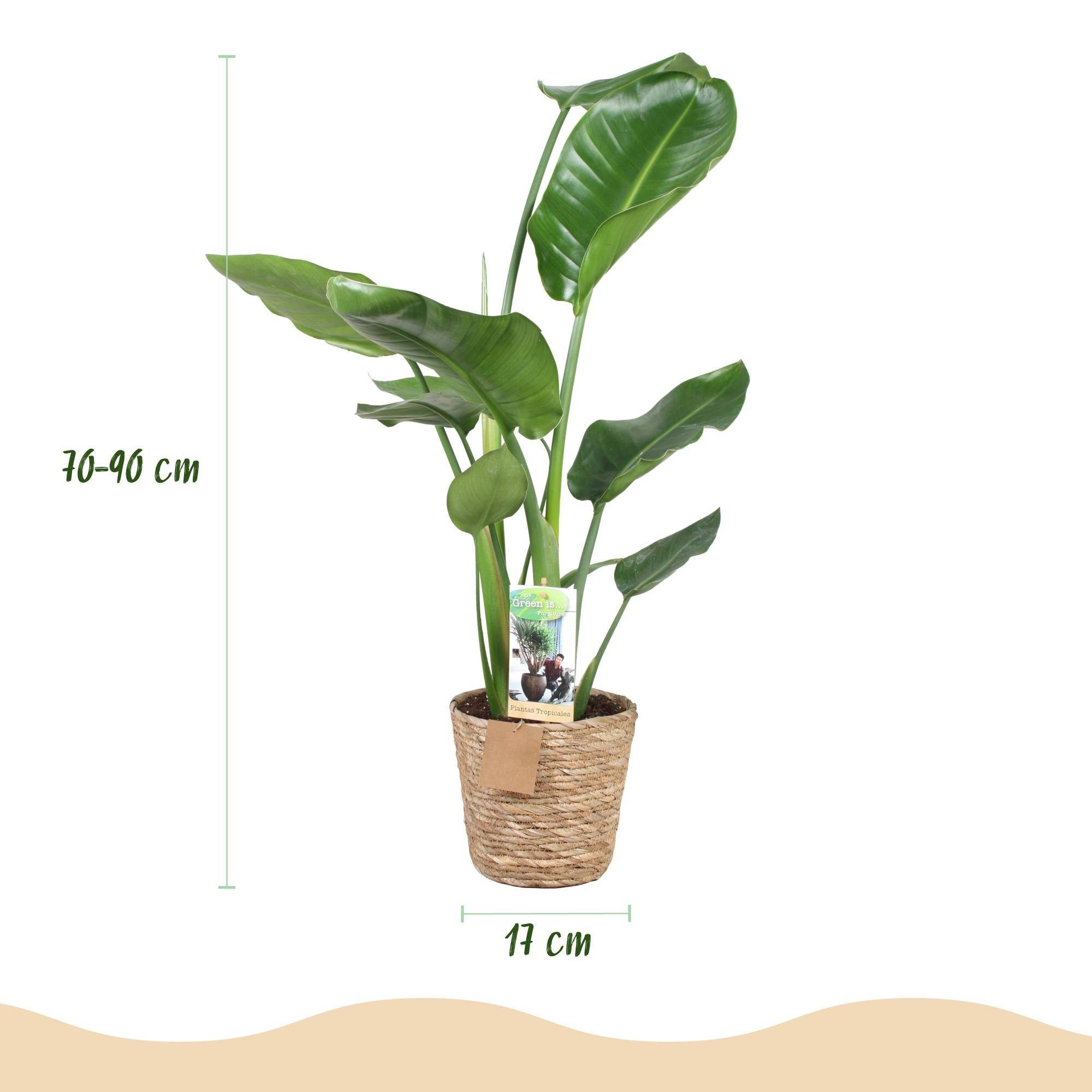 Strelitzia Nicolai - D17 H90cm - Image 4