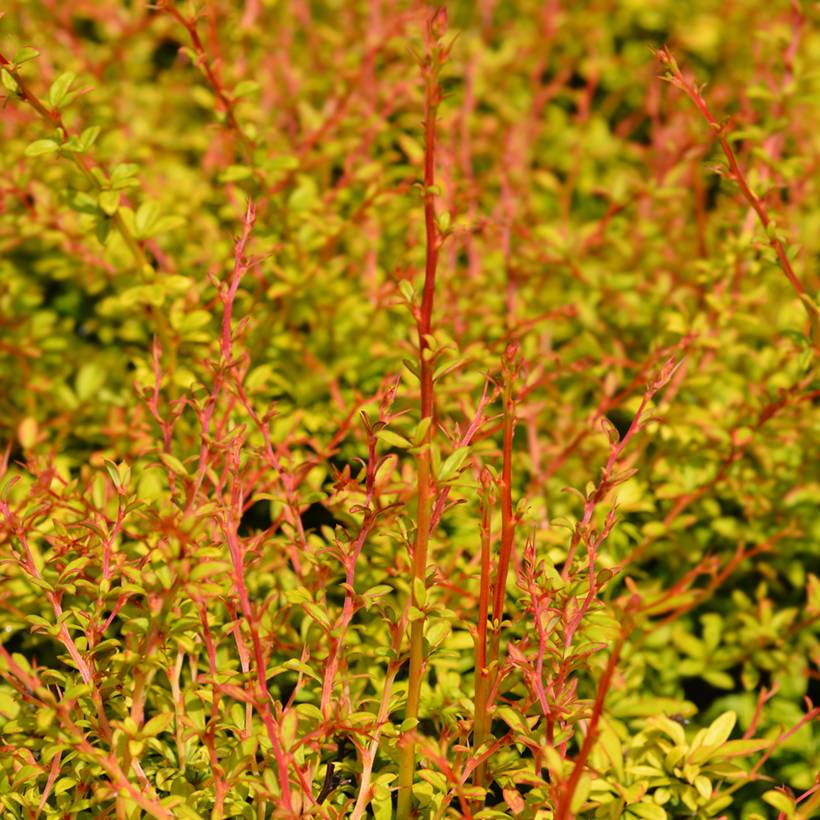 Berberis thunbergii Golden Dream - Épine-vinette Pot de 2L/3L - Image 1