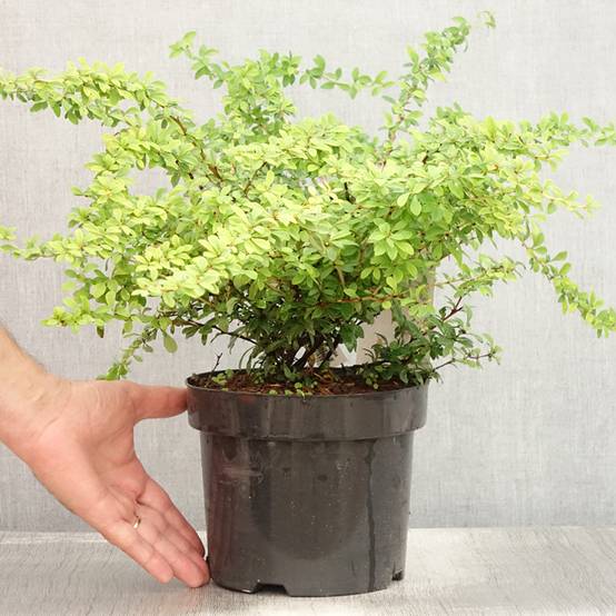 Berberis thunbergii Golden Dream - Épine-vinette Pot de 2L/3L - Image 2
