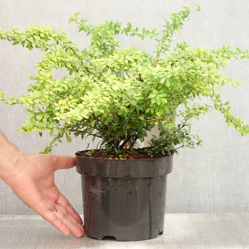 Berberis thunbergii Golden Dream - Épine-vinette Pot de 2L/3L - Image 2