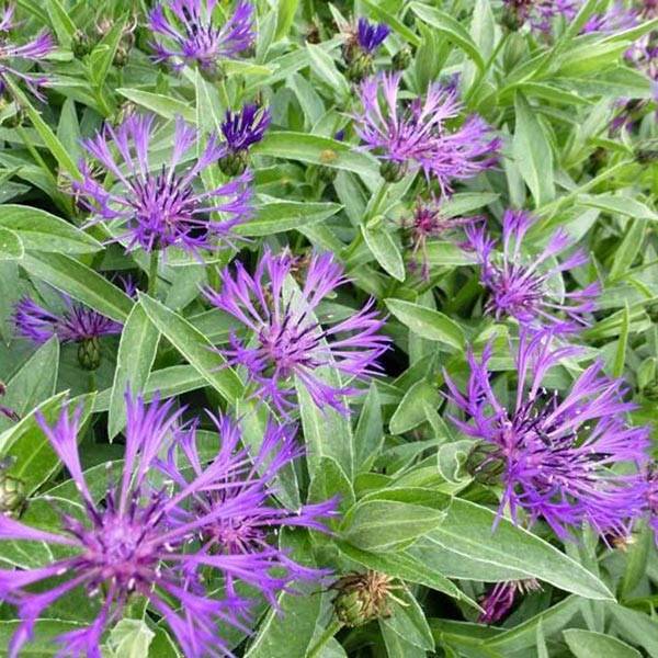 Bleuet des montagnes - Centaurea montana Violetta Godet de 8/9 cm