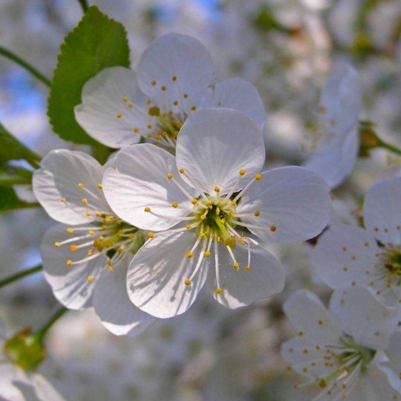 Epine Noire ou Prunellier (Prunus Spinosa) - Godet - Taille 20/40cm - Pépinières Naudet - Image 2