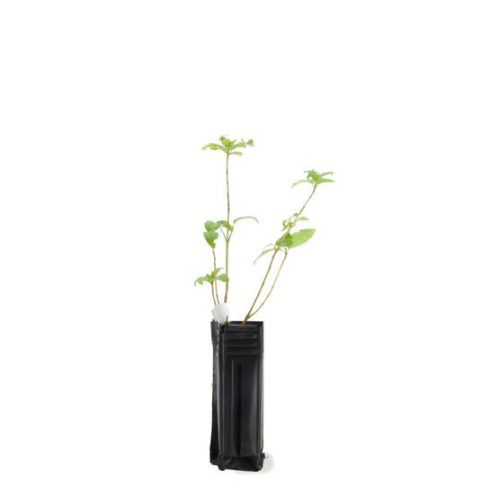 Epine Noire ou Prunellier (Prunus Spinosa) - Godet - Taille 20/40cm - Pépinières Naudet - Image 3