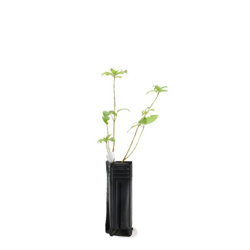 Epine Noire ou Prunellier (Prunus Spinosa) - Godet - Taille 20/40cm - Pépinières Naudet - Image 3