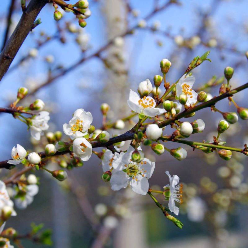 Epine Noire ou Prunellier (Prunus Spinosa) - Godet - Taille 20/40cm - Pépinières Naudet - Image 1