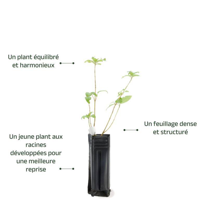 Epine Noire ou Prunellier (Prunus Spinosa) - Godet - Taille 20/40cm - Pépinières Naudet - Image 4