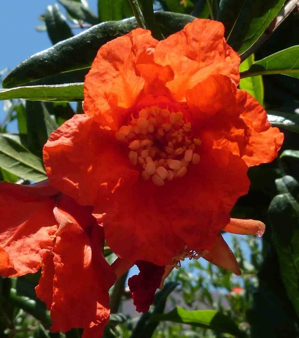 Sans Marque - Punica granatum ADULTE (Grenadier à fruits) Couleur floraison:Rouge - Taille:Pot 65L - 150/175cm - péri 20/25 - Image 4