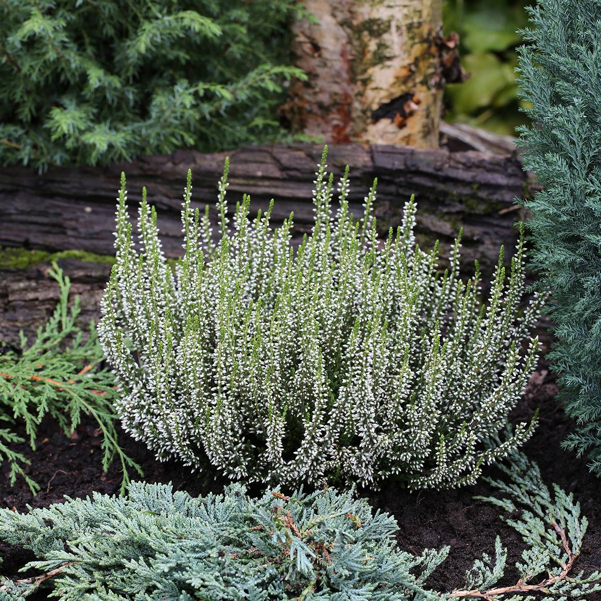 Bruyère d'été - Calluna Garden Girls Alicia Pot de 1L/1,5L