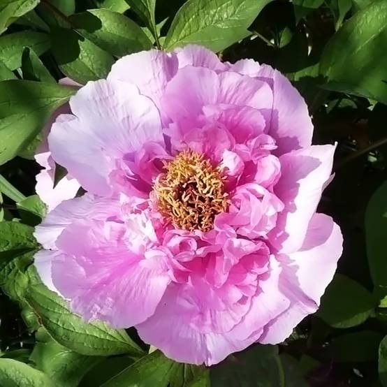 Pivoine arbustive Fen He Piao Jiang - Paeonia suffruticosa Pot de 2L/3L