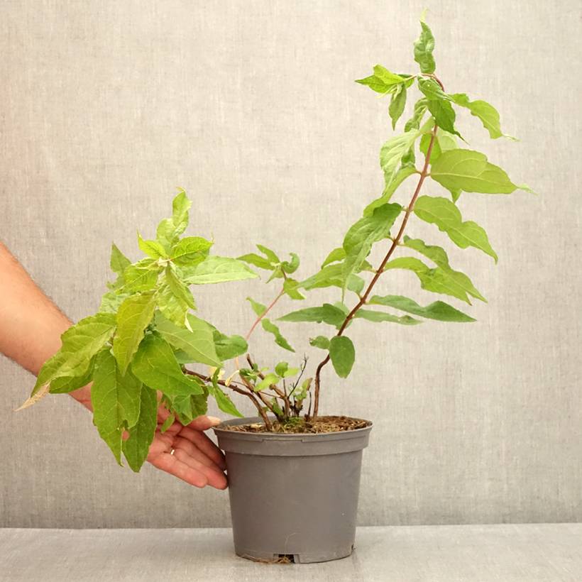 Promesse de Fleurs - Deutzia hybride Raspberry Sundae - Deutzie Pot de 3L/4L - Image 2