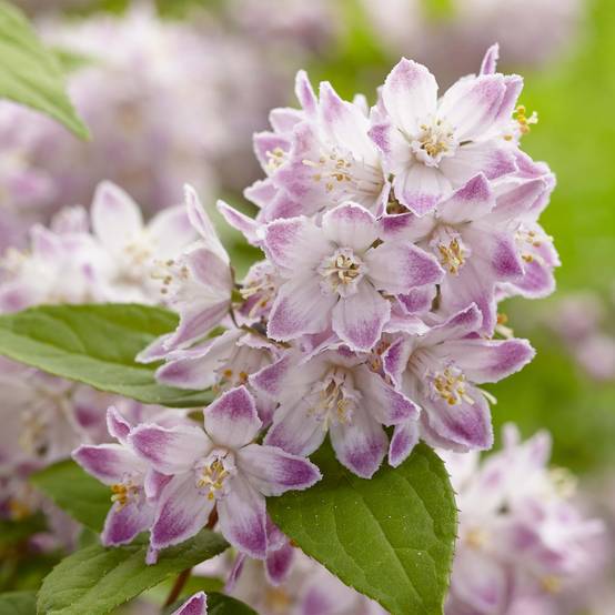 Promesse de Fleurs - Deutzia hybride Raspberry Sundae - Deutzie Pot de 3L/4L - Image 1