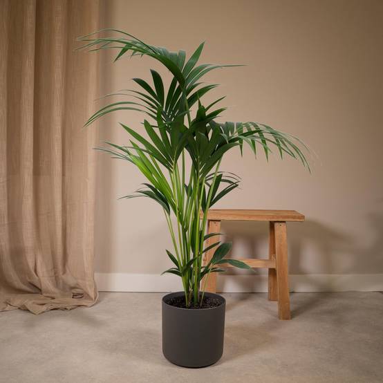 Howea Forsteriana XL 120cm - Plante d'intérieur- La Green Touch - Image 3