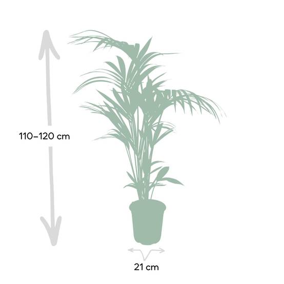 Howea Forsteriana XL 120cm - Plante d'intérieur- La Green Touch - Image 5
