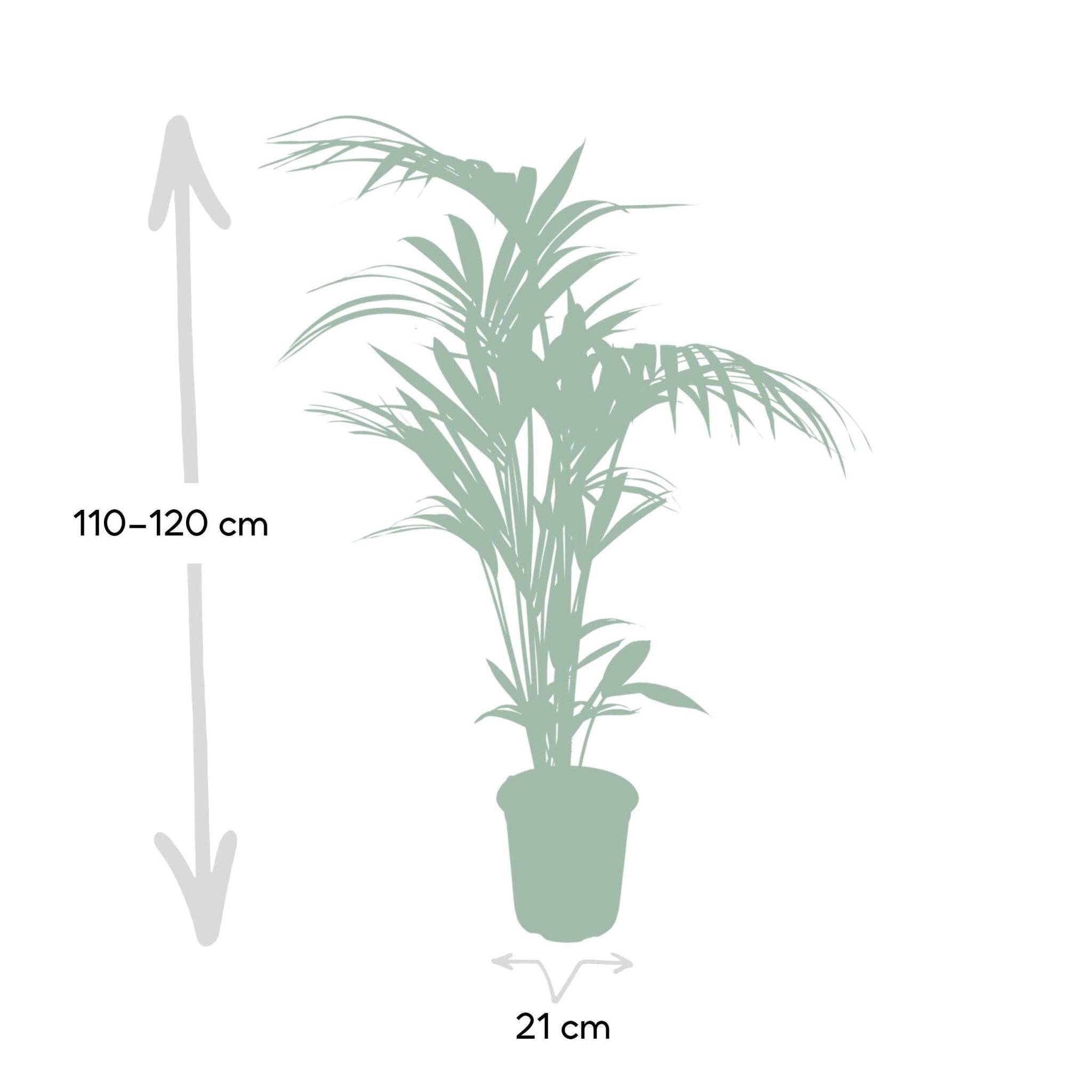 Howea Forsteriana XL 120cm - Plante d'intérieur- La Green Touch - Image 5