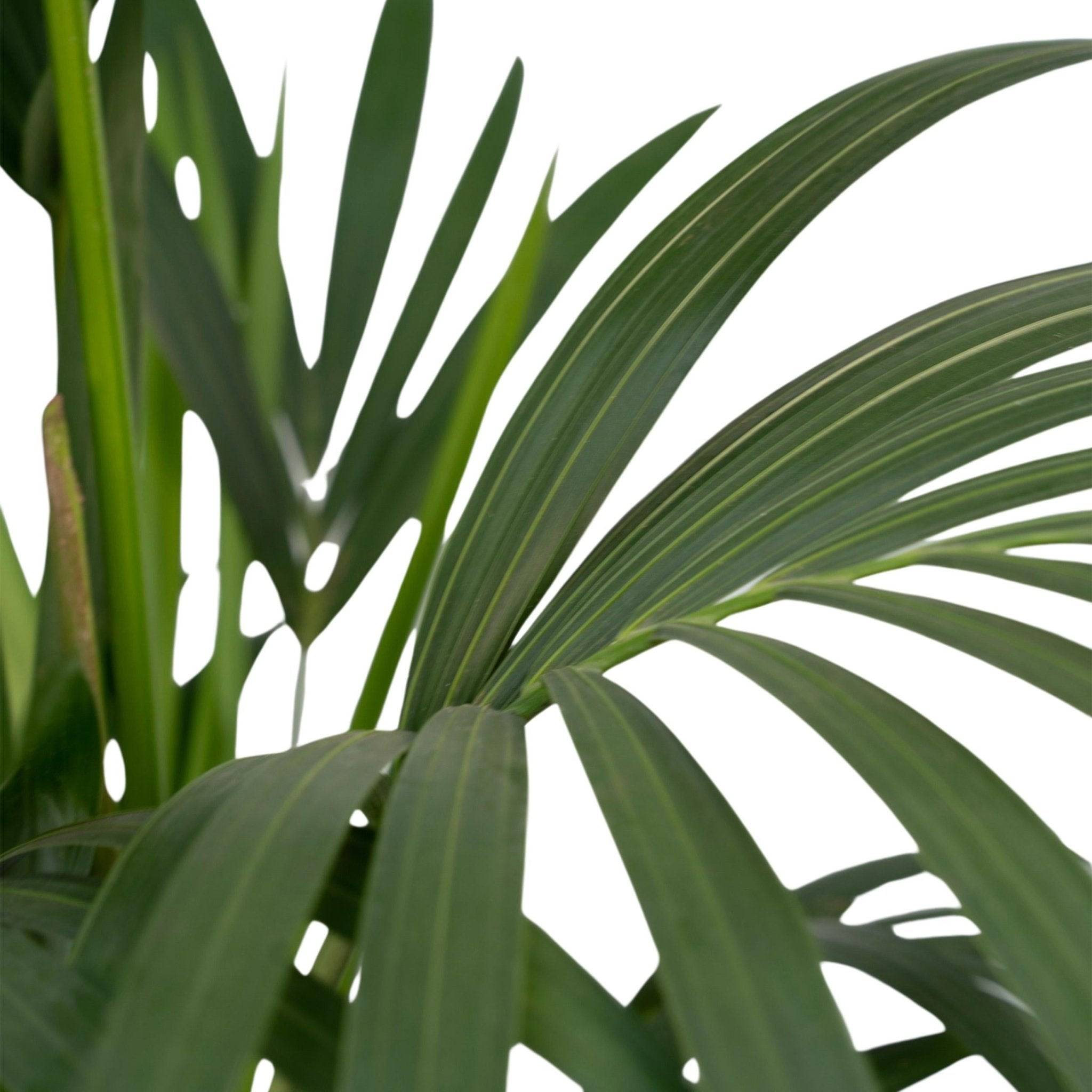 Howea Forsteriana XL 120cm - Plante d'intérieur- La Green Touch - Image 4