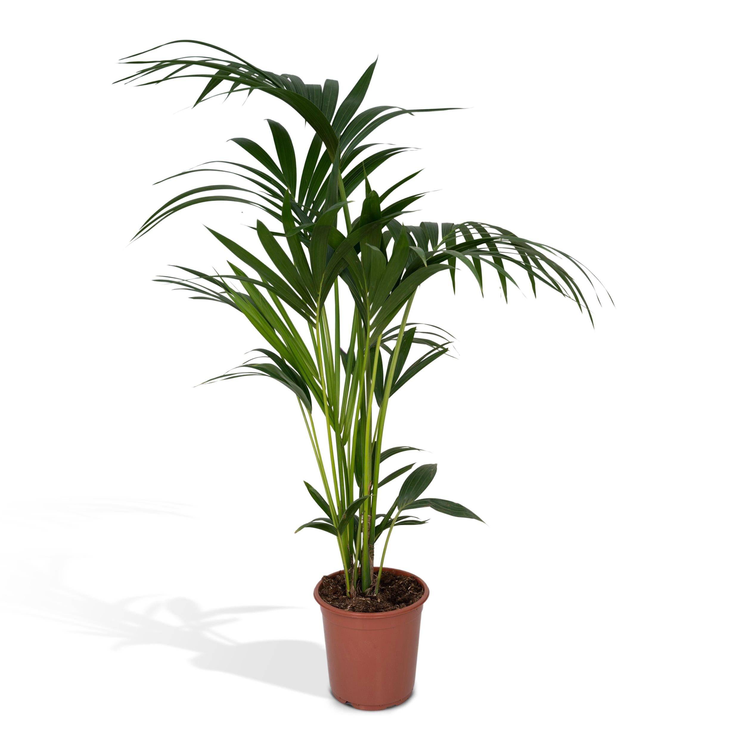 Howea Forsteriana XL 120cm - Plante d'intérieur- La Green Touch - Image 1