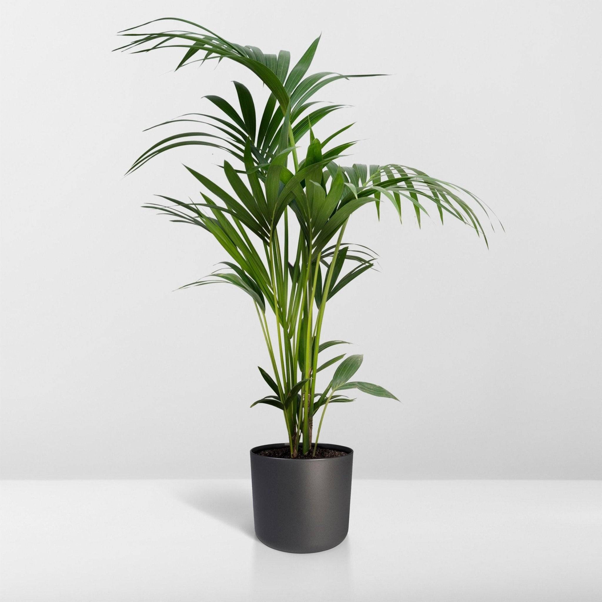 Howea Forsteriana XL 120cm - Plante d'intérieur- La Green Touch - Image 8