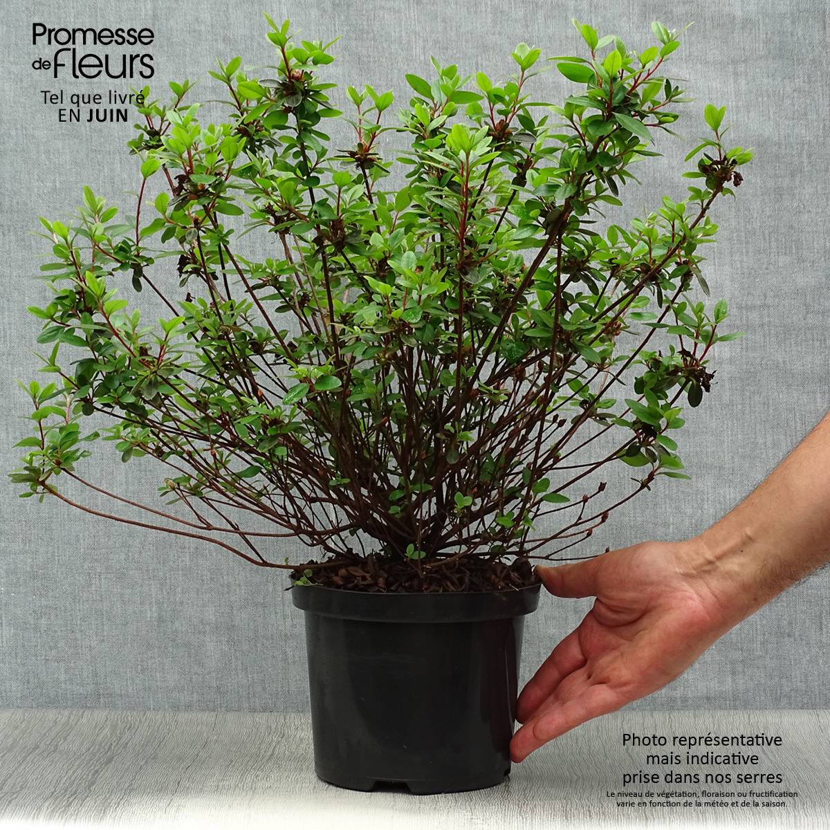 Azalée du Japon Amoena - Rhododendron hybride Pot de 2L/3L - Image 2
