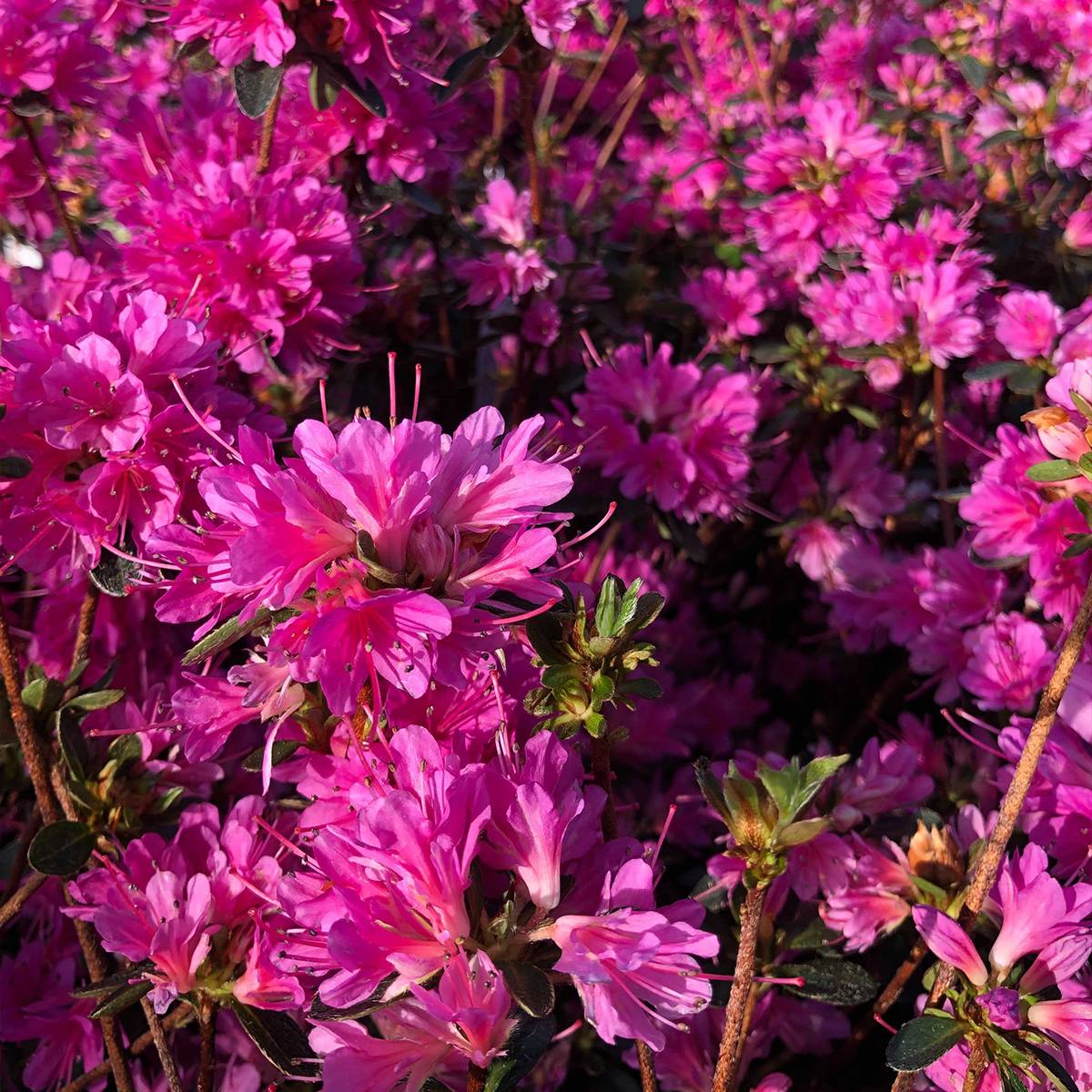 Azalée du Japon Amoena - Rhododendron hybride Pot de 2L/3L - Image 1
