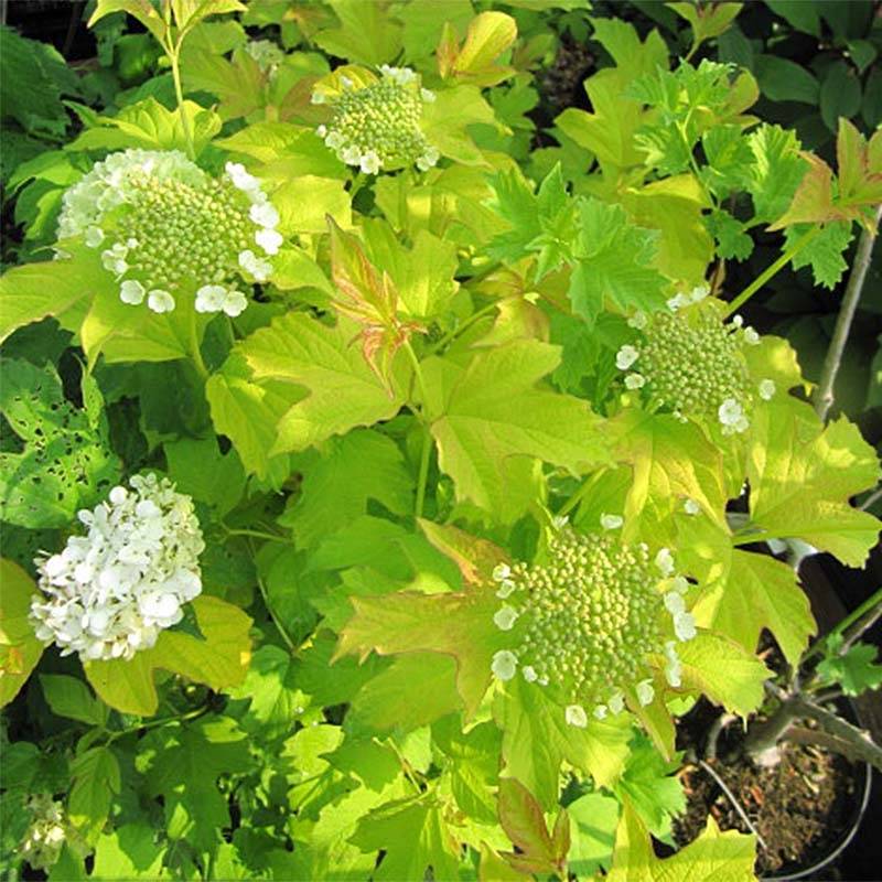 Viorne obier, Boule de neige - Viburnum opulus Park Harvest Pot de 2L/3L