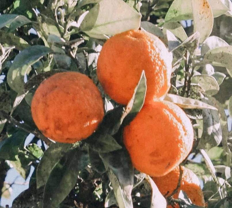 0 - Citrus clementina var. Arrufatina (Belle production précoce sucré sans pépins) Pot de 9 litres -140/160 cm - Image 2
