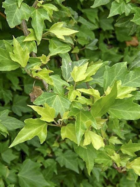 Lierre commun Pink Oak - Hedera helix Pot de 3L/4L