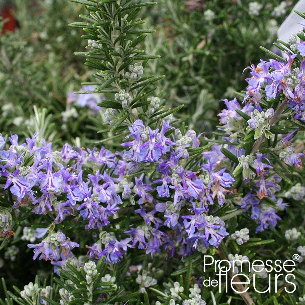 Romarin couvre-sol -  Rosmarinus officinalis Pointe du Raz Pot de 1,5L/2L