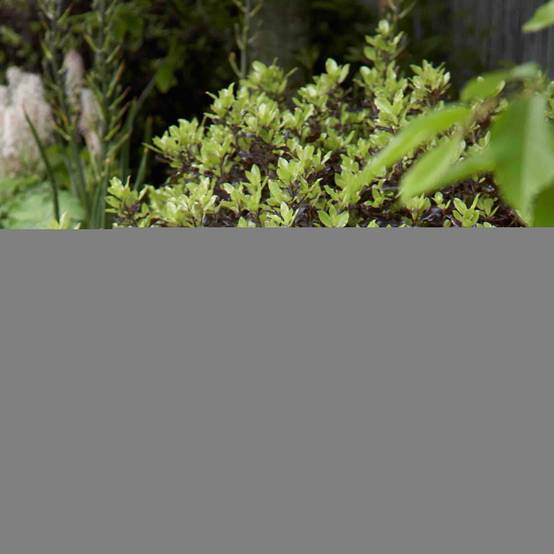 Promesse de Fleurs - Pittosporum tenuifolium Tom Thumb - Pittosporum à petites feuilles Pot de 6L/7L - Image 1