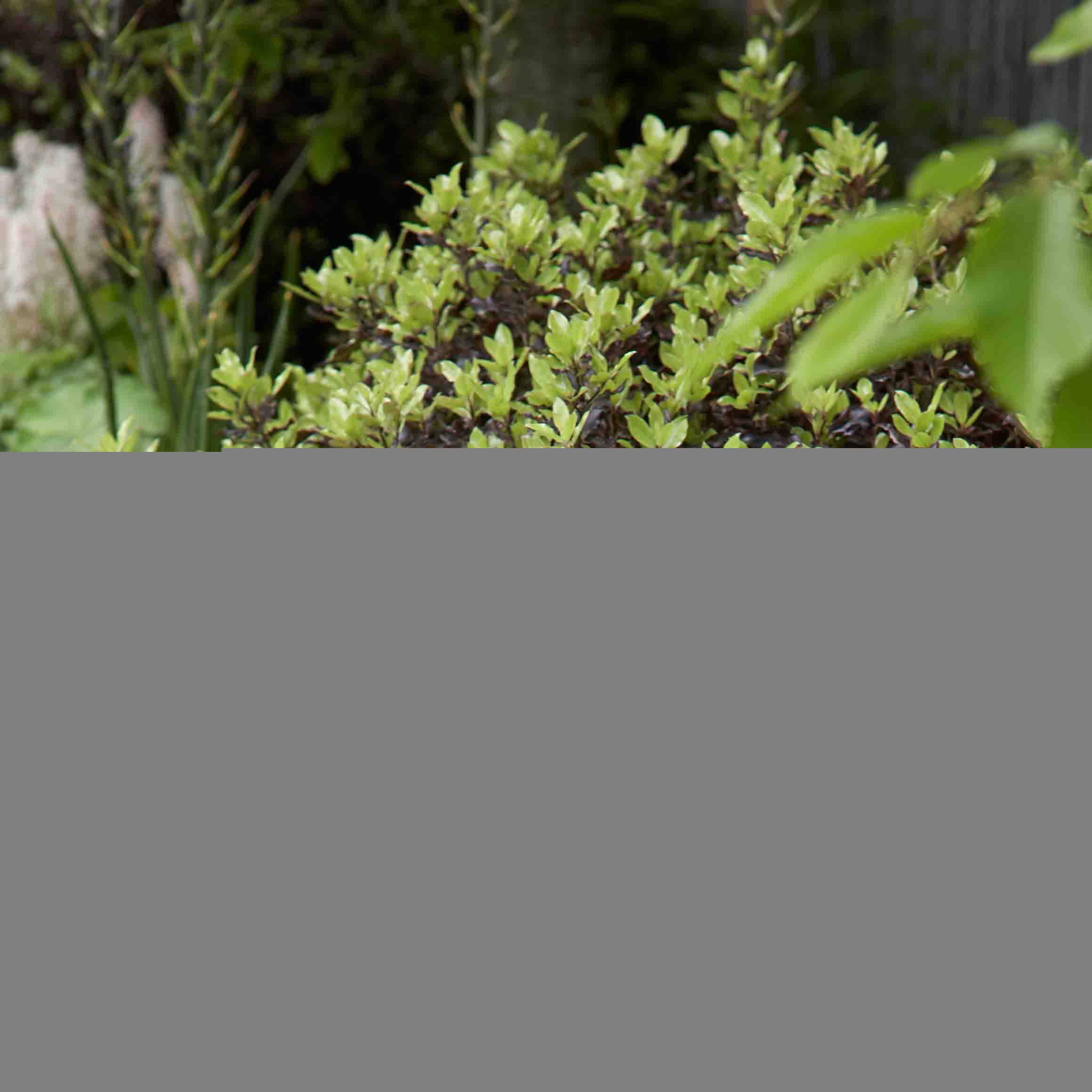 Promesse de Fleurs - Pittosporum tenuifolium Tom Thumb - Pittosporum à petites feuilles Pot de 6L/7L - Image 1