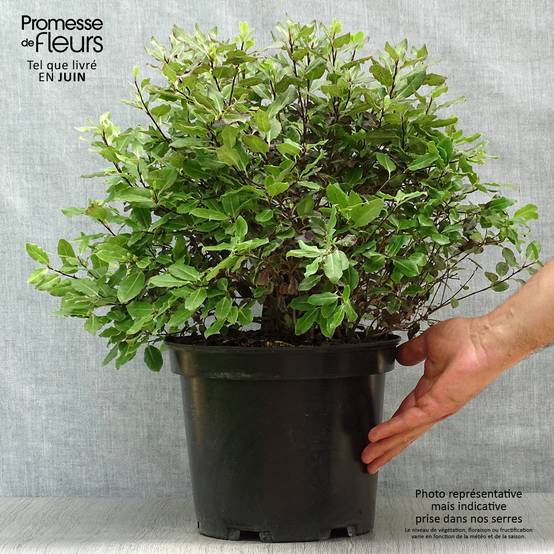 Promesse de Fleurs - Pittosporum tenuifolium Tom Thumb - Pittosporum à petites feuilles Pot de 6L/7L - Image 2