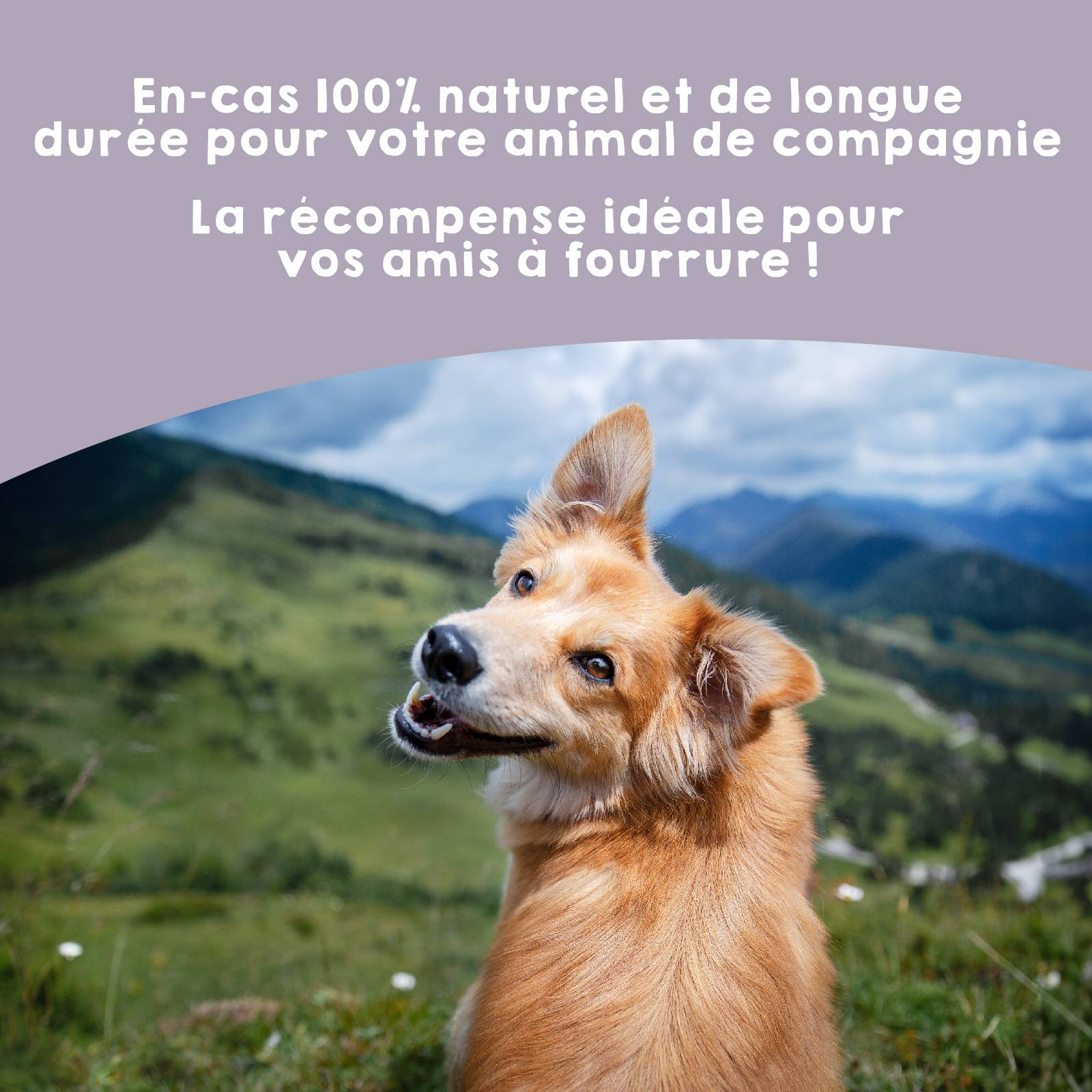 Friandises à Mâcher (10 unités) - Nerfs de Bœuf pour Chien  100% Naturelles - MAIKAI - Image 6
