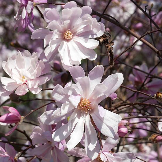 Magnolia stellata Rosea - Magnolia étoilé Pot de 2L/3L - Image 1