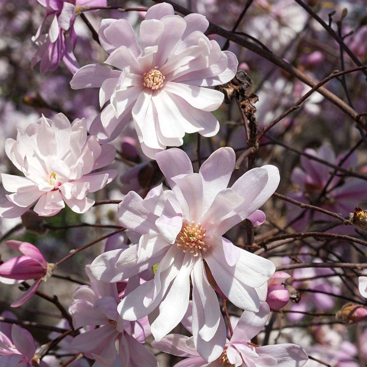 Magnolia stellata Rosea - Magnolia étoilé Pot de 2L/3L - Image 1