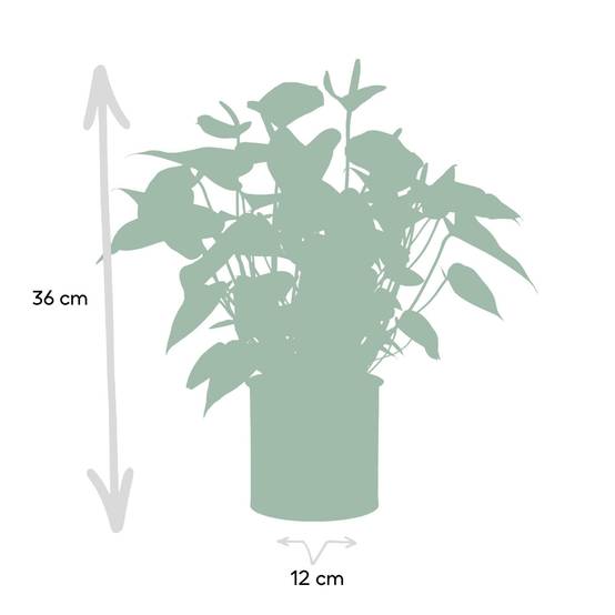 Anthurium andreanum Black Love et son pot- La Green Touch Pot blanc - Hauteur 45cm - Image 4