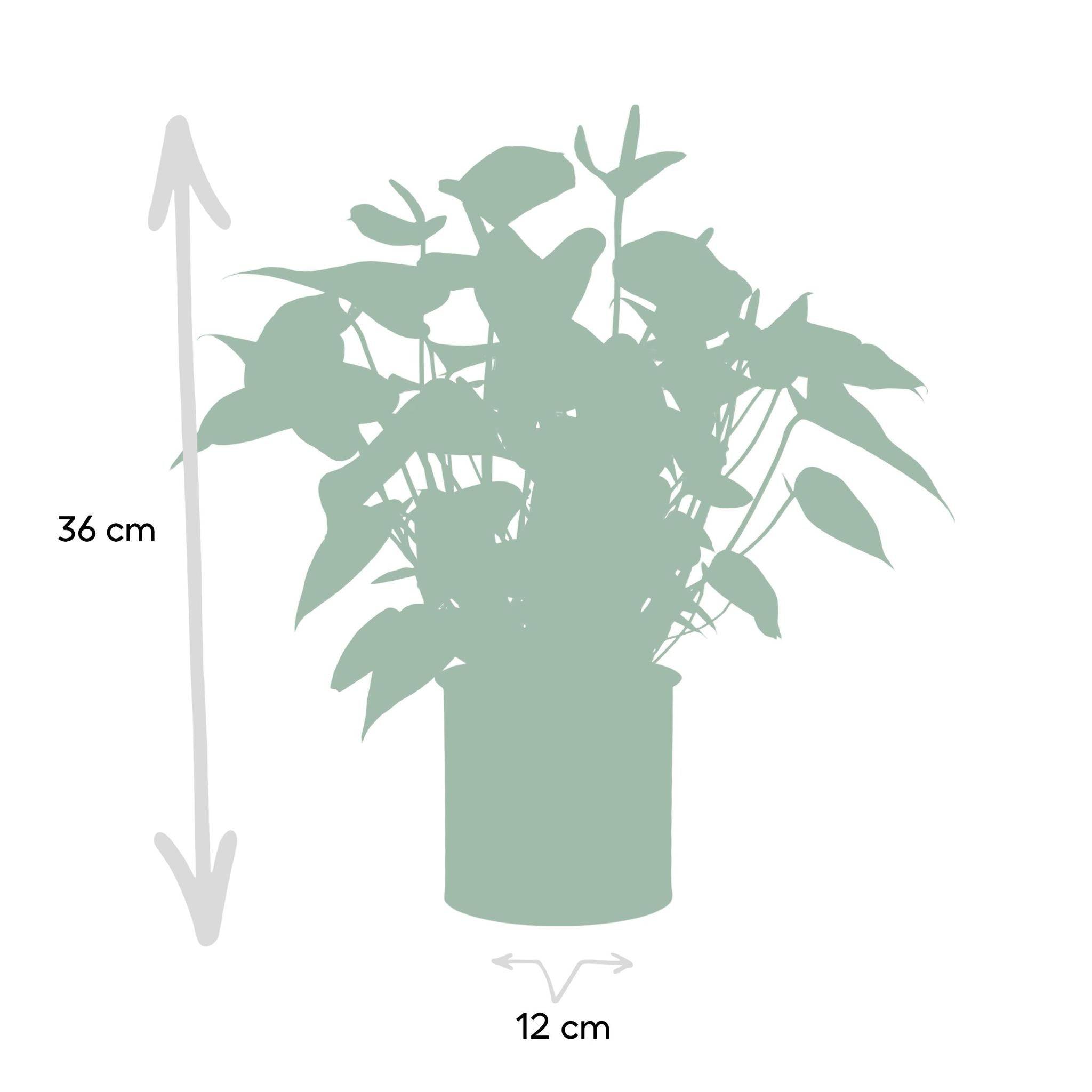 Anthurium andreanum Black Love et son pot- La Green Touch Pot blanc - Hauteur 45cm - Image 4