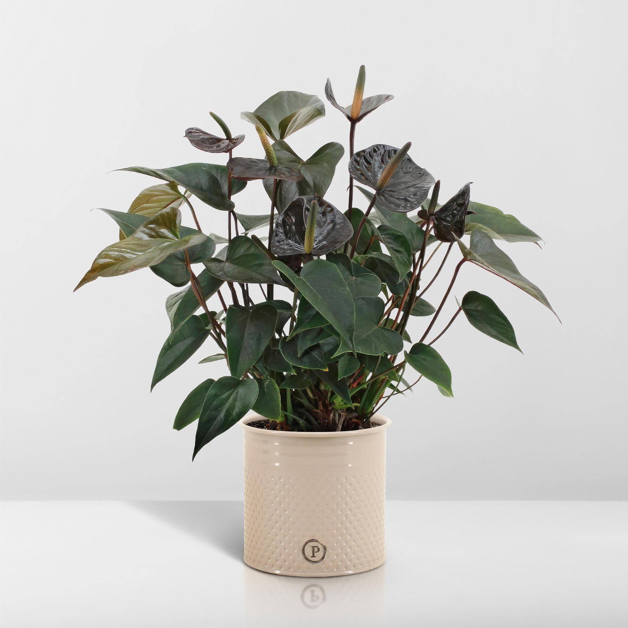 Anthurium andreanum Black Love et son pot- La Green Touch Pot blanc - Hauteur 45cm - Image 6