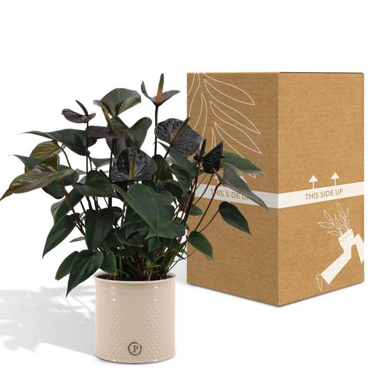 Anthurium andreanum Black Love et son pot- La Green Touch Pot blanc - Hauteur 45cm - Image 5