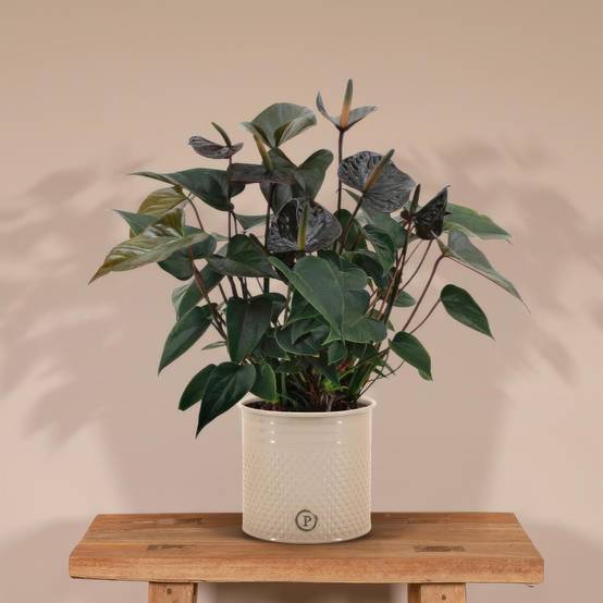 Anthurium andreanum Black Love et son pot- La Green Touch Pot blanc - Hauteur 45cm - Image 2