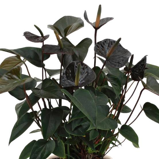 Anthurium andreanum Black Love et son pot- La Green Touch Pot blanc - Hauteur 45cm - Image 3