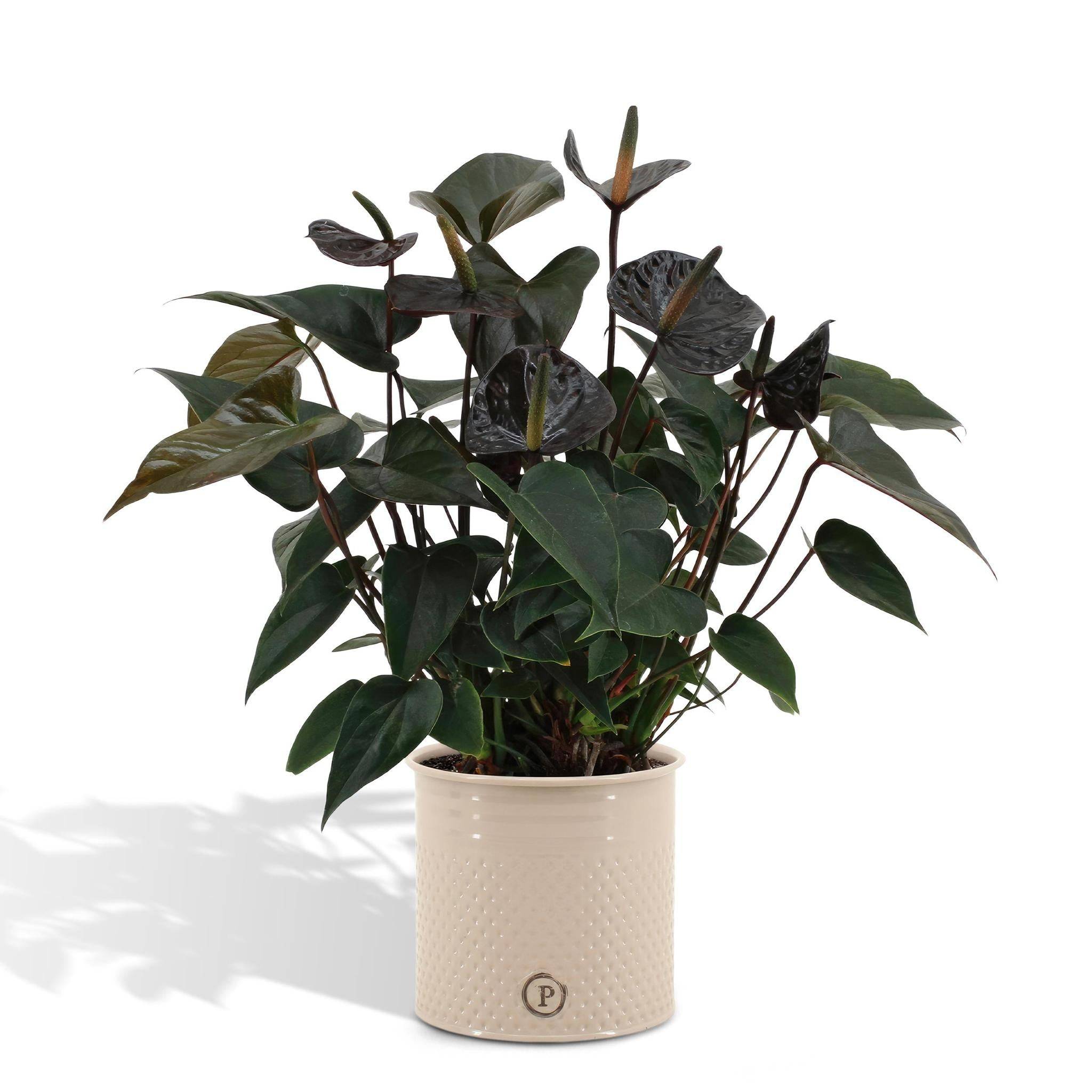 Anthurium andreanum Black Love et son pot- La Green Touch Pot blanc - Hauteur 45cm - Image 1