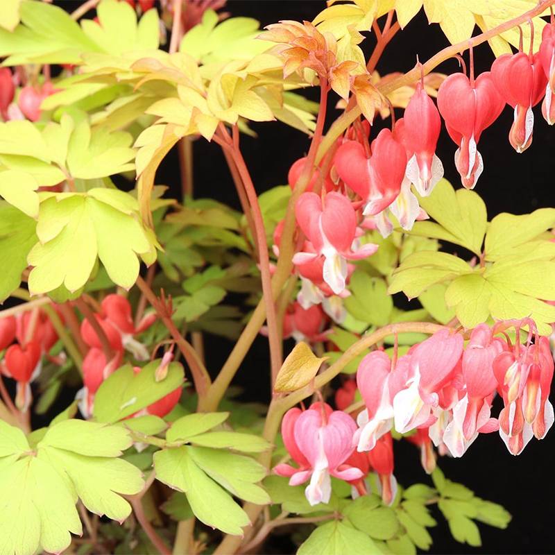 Promesse de Fleurs - Coeur de Marie - Dicentra spectabilis Ruby Gold  Godet de 8/9 cm